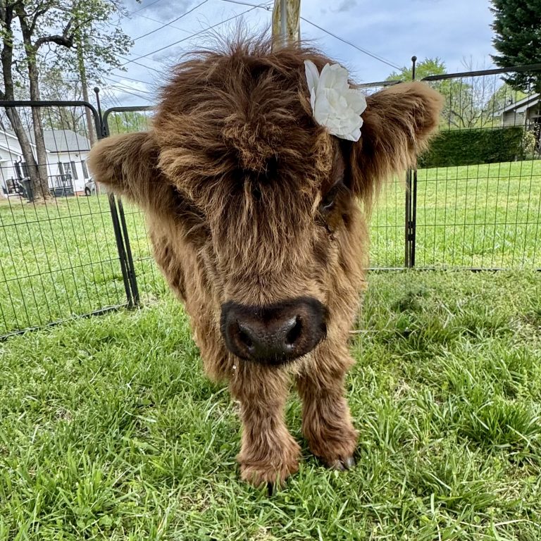 Mini cow - petting zoo