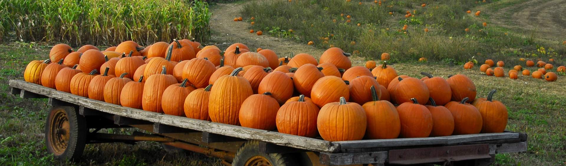 Pumpkin patch